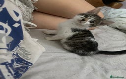 Mixed Breed cats for sale: kittens Bengal x microchipped flea/worm.insured.  - Image 30