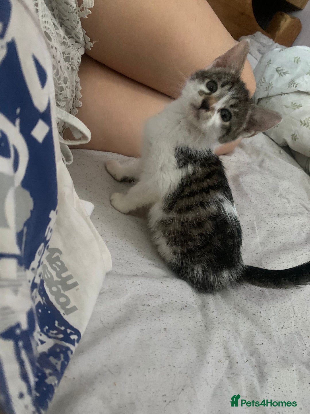 Mixed Breed cats for sale: kittens Bengal x microchipped flea/worm.insured.  - Image 30