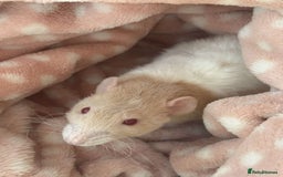 Rat rodents for sale: 3 Female Rats - Image 3