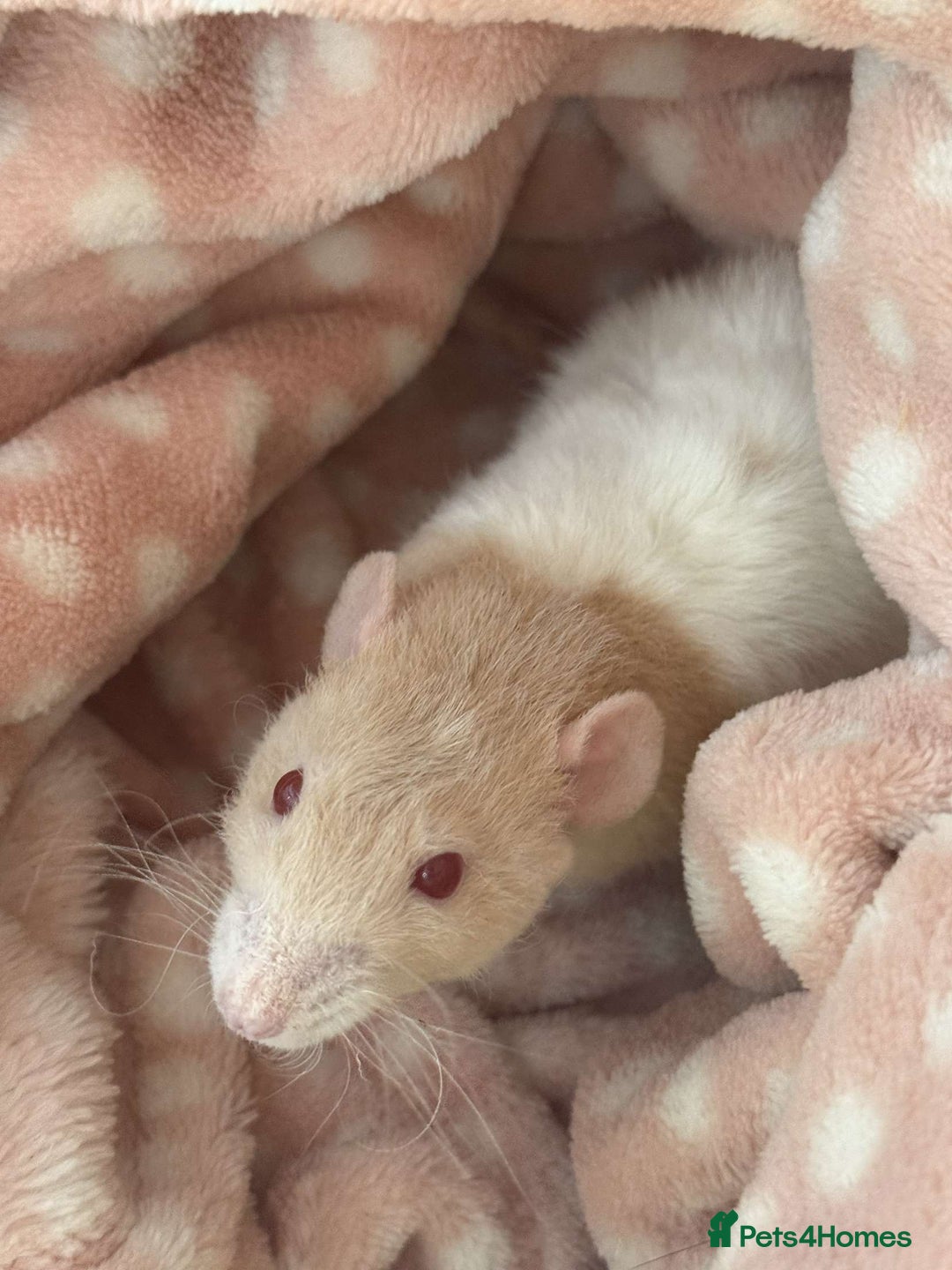 Rat rodents for sale: 3 Female Rats - Image 3