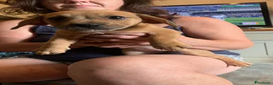 Mixed Breed 3