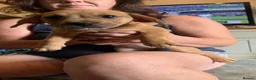 Mixed Breed dogs for sale: 4 French wieners  - Advert 22