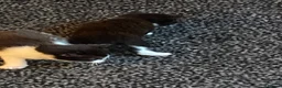 Mixed Breed cats for sale: 4adorable kittens in Woking - Advert 10