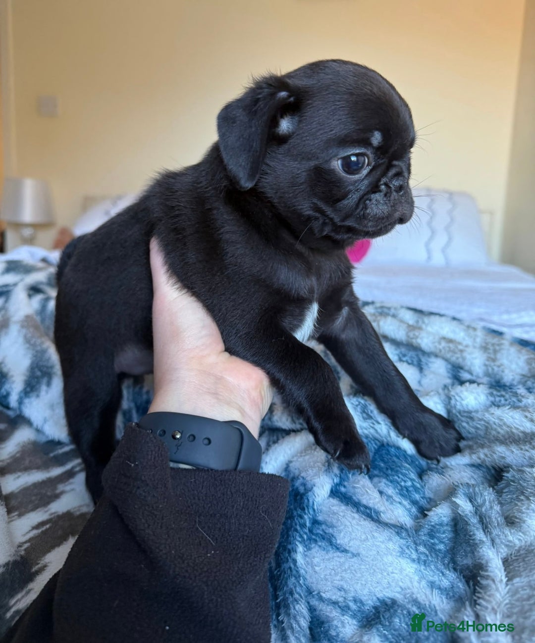 Pug dogs for sale: KC Pug Puppies - Advert 14