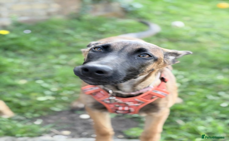 Belgian Shepherd Dog dogs - Advert 1