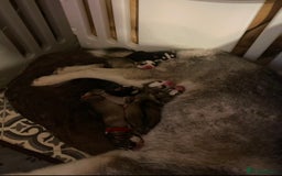 Siberian Husky dogs for sale: READY TO LEAVE NOW 🩷 Siberian Husky Puppies 💙 in Wakefield - Image 4