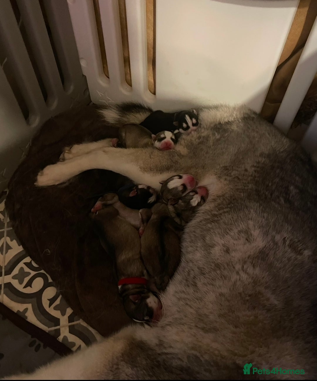 Siberian Husky dogs for sale: READY TO LEAVE NOW 🩷 Siberian Husky Puppies 💙 in Wakefield - Image 4