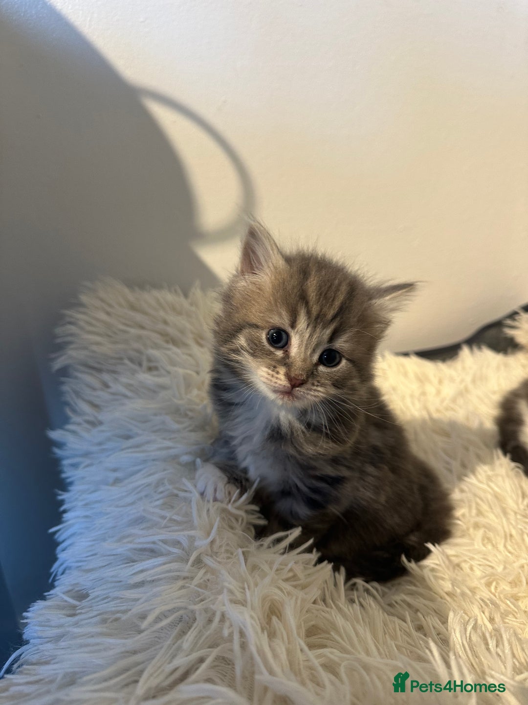 Maine Coon cats for sale: Female mainecoon x British blue kittens  - Advert 3