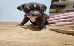 Mixed Breed dogs for sale: Litter of 7 dalmatian cross puppies - Image 10