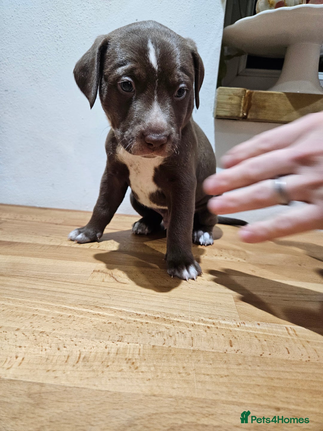 Mixed Breed dogs for sale: Litter of 7 dalmatian cross puppies - Image 10