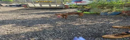 Patterdale Terrier dogs for stud: Chocolate patterdale for stud - Advert 2