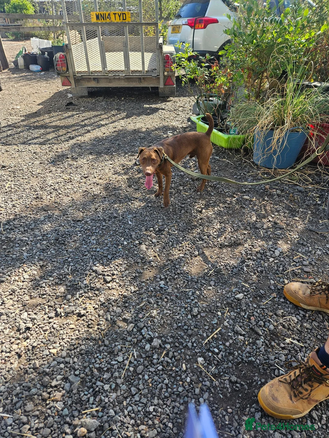 Patterdale Terrier dogs for stud: Chocolate patterdale for stud - Advert 2
