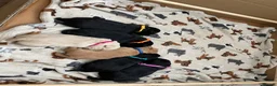 Scottish Terrier dogs for sale: Beautiful KC Registered Scottish Terrier Puppies - Advert 7