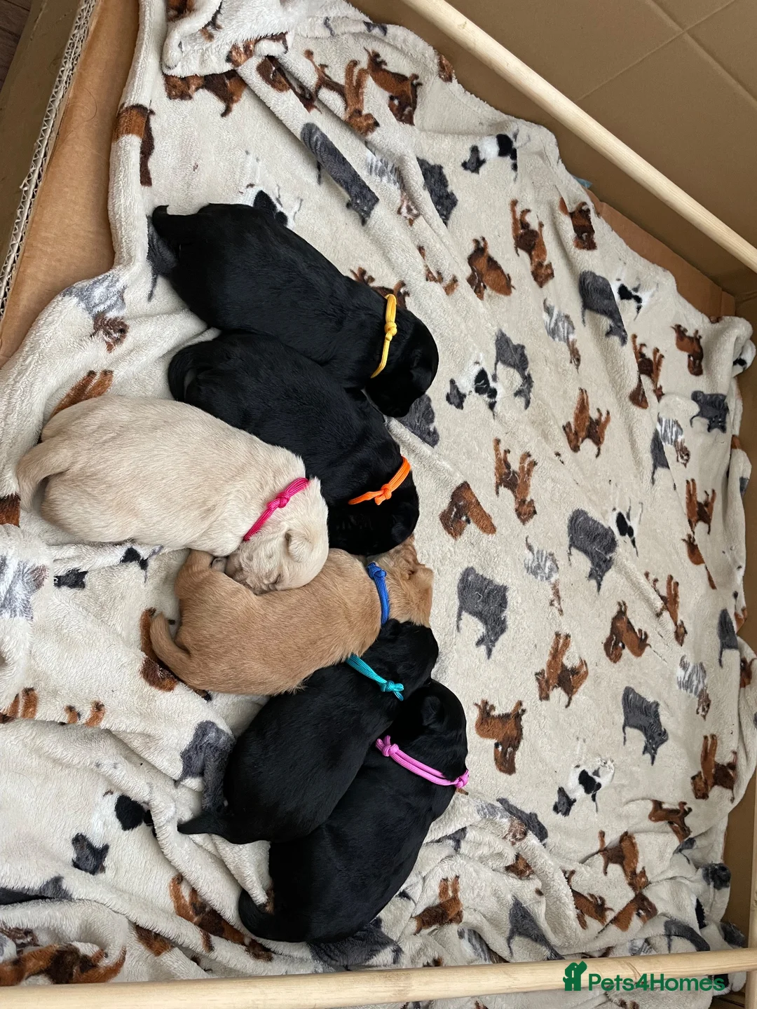 Scottish Terrier dogs for sale: Beautiful KC Registered Scottish Terrier Puppies - Advert 7