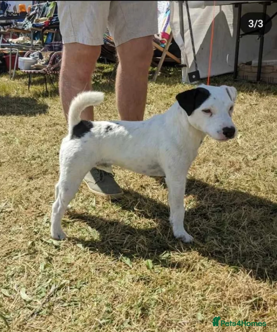 Parson Russell dogs for sale: Boy parsons terrier  - Advert 7