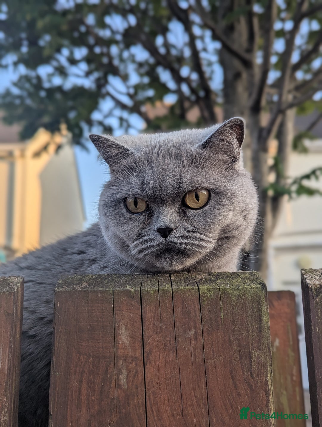 British Shorthair cats for sale: 2 British short hair cats for sale.  - Image 1