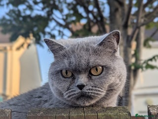 British Shorthair cats - Advert 15