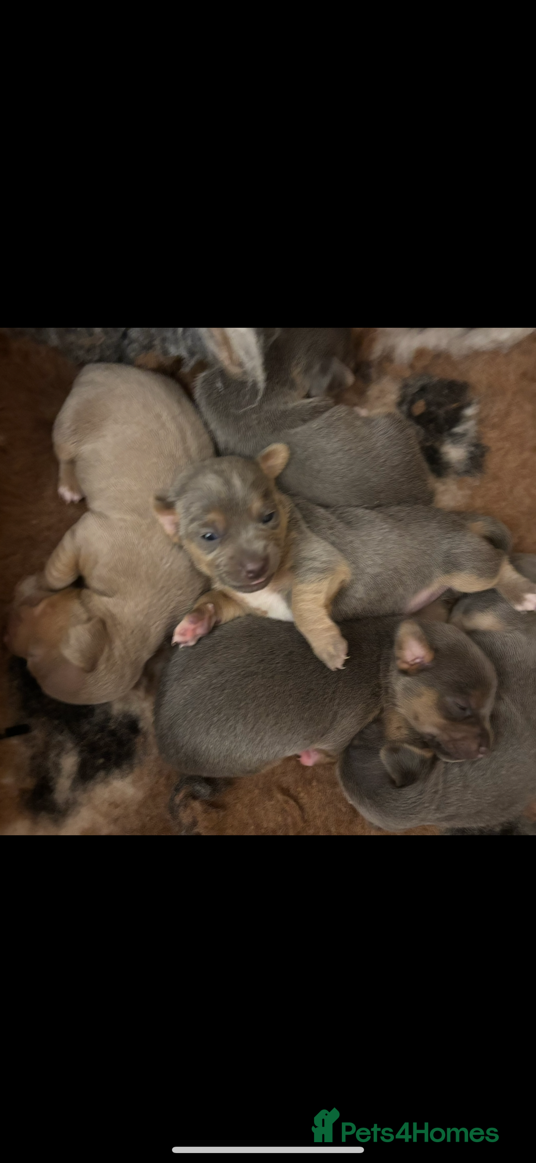Jack Russell dogs for sale: Miniature Jack Russell Puppies - Image 10