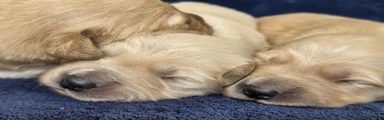 Goldador Puppy 6