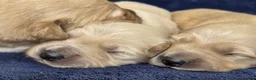 Goldador dogs for sale: 🐶 Adorable puppies ready for their forever homes  - Advert 11