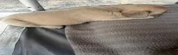 French Bulldog dogs for sale: Adorable little boy - Advert 9