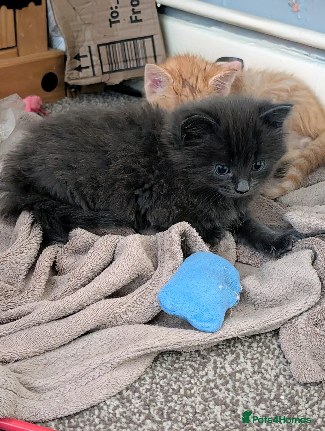 Mixed Breed cats for sale: Stunning fluffy tabby kittens - Advert 26