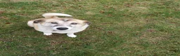 Mixed Breed dogs for adoption: Lily, lovely girl, foster or adoption - Advert 7