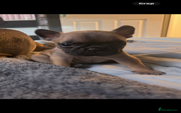 French Bulldog dogs for sale: Two beautiful girls still available  - Image 4