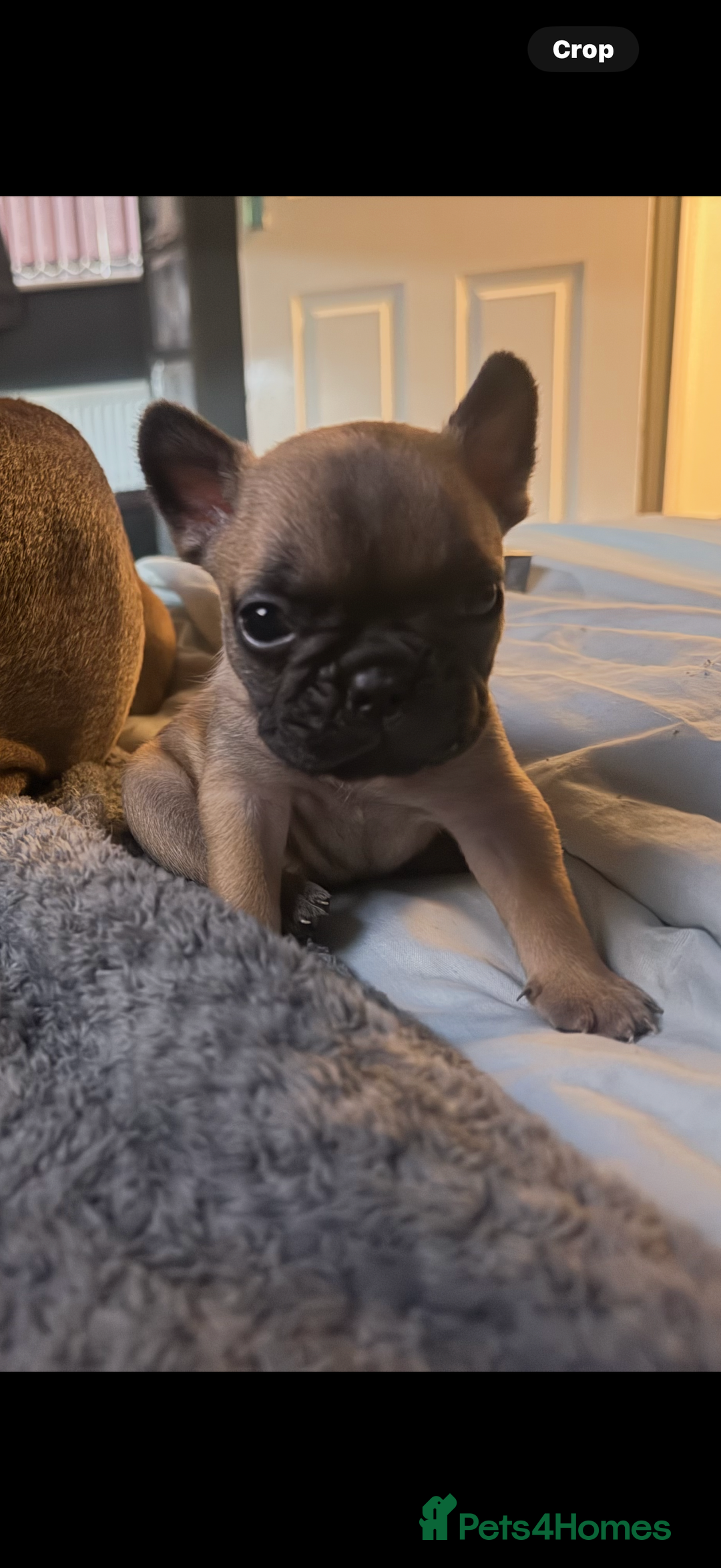 French Bulldog dogs for sale: Two beautiful girls still available  - Image 4