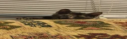 Domestic Shorthair cats for sale: 1 month old short hair kittens  in London - Advert 5