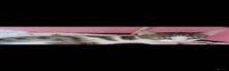 Arabian Mau cats for sale: Gorgeous kittens  - Advert 12