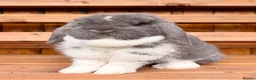 Mini Lop rabbits for sale: Mini Lop Baby Bunnies 🌸 - Advert 7