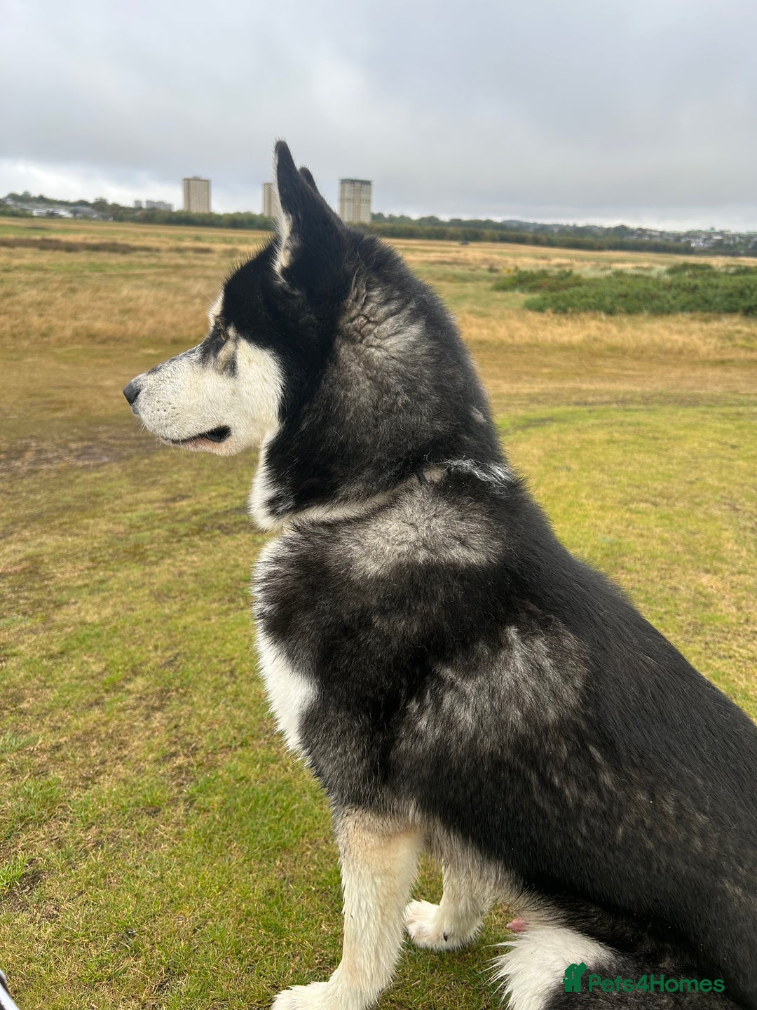 Siberian Husky dogs for sale: Summer  - Image 3