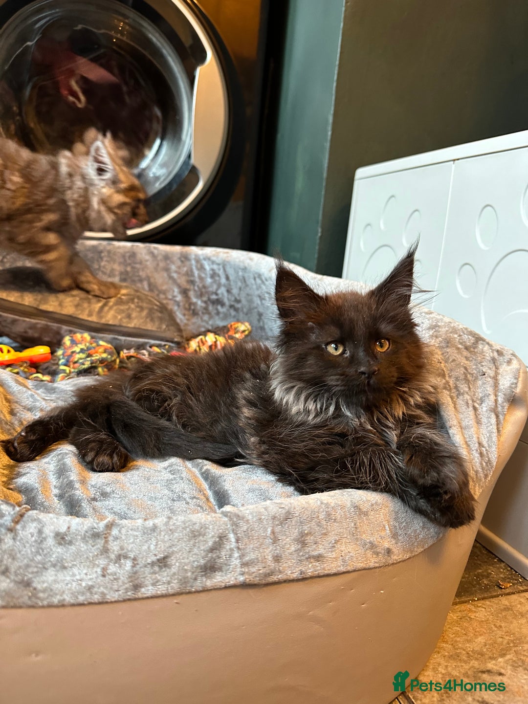 Maine Coon cats for sale:  Tica active registered Beauitful big kittens  in Wednesbury - Image 4