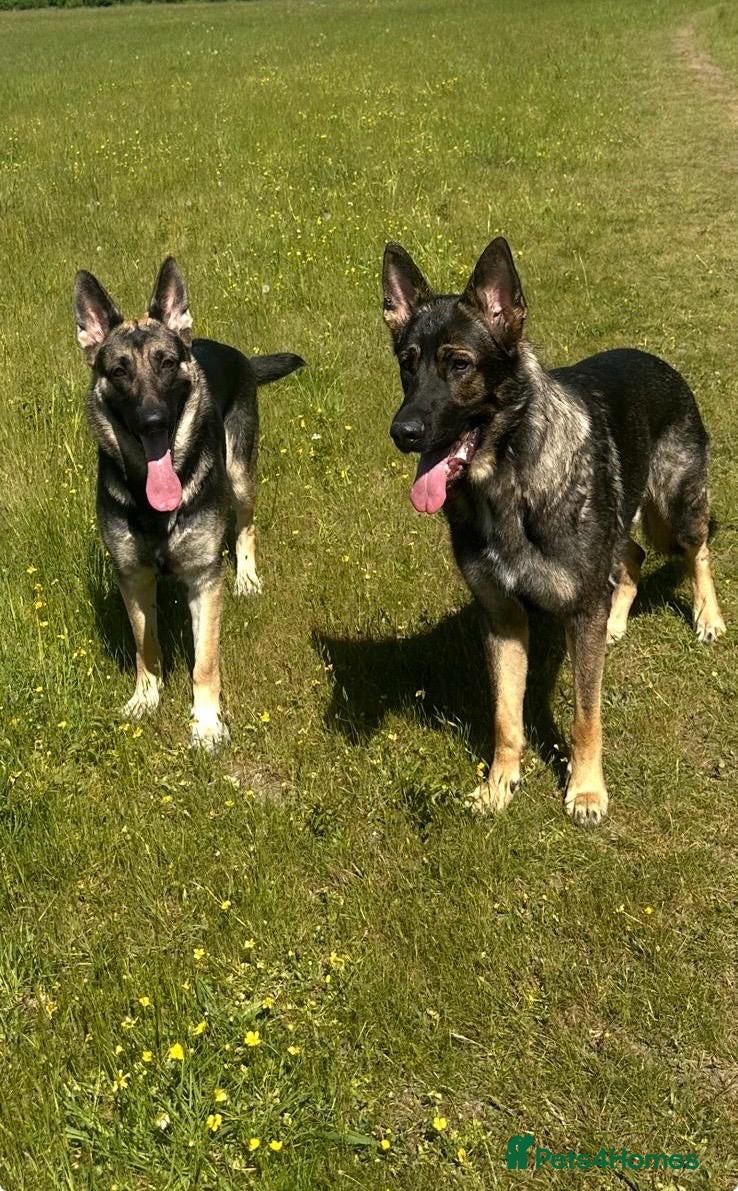 German Shepherd dogs lovely GSD puppies  - Advert 2