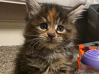 Maine Coon cats TICA registered family raised babies - Advert 1