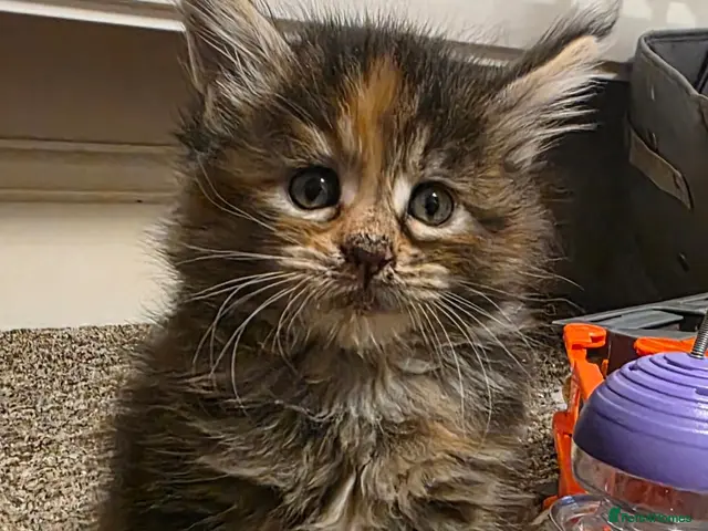 Maine Coon cats TICA registered family raised babies - Advert 4