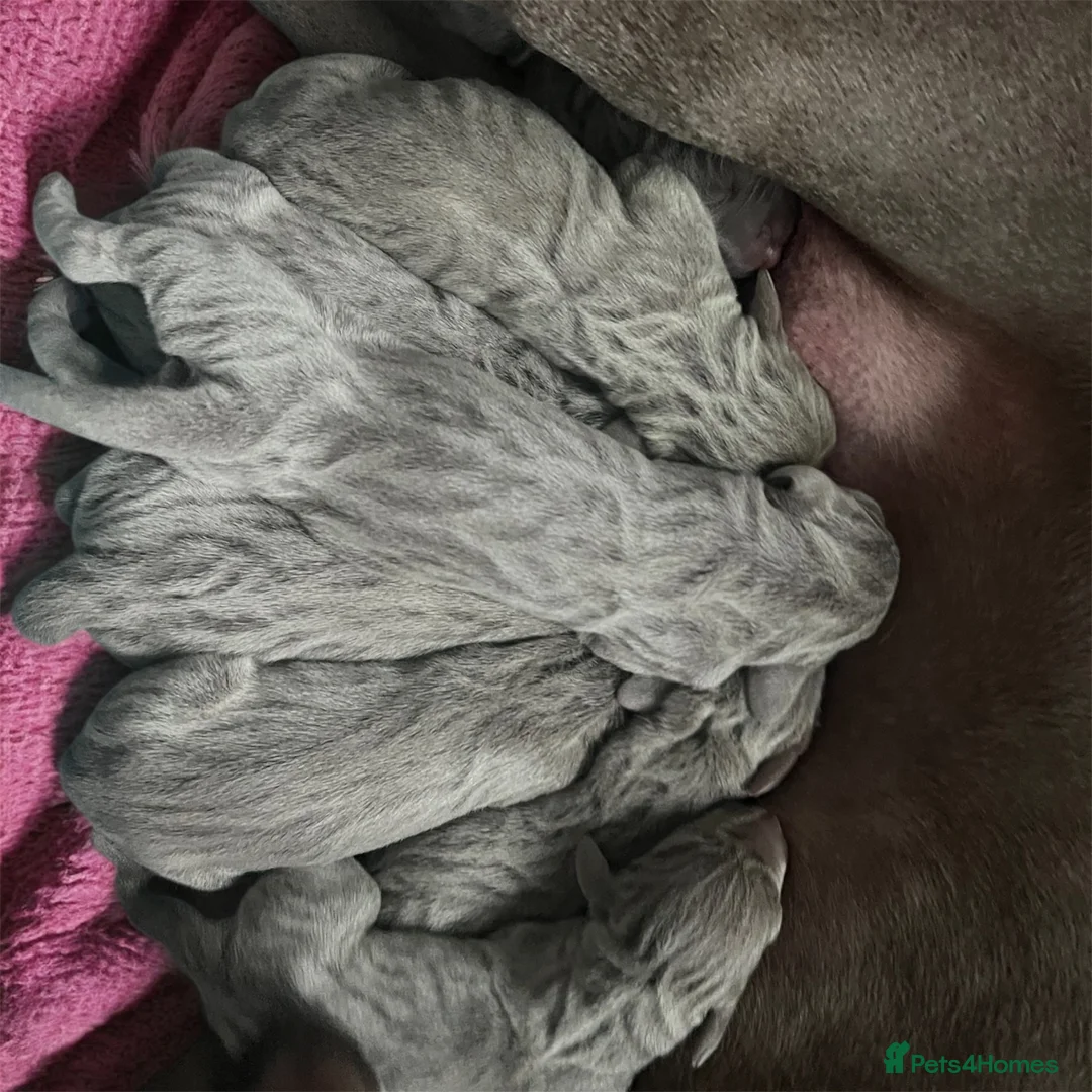 Weimaraner dogs for sale: Weimaraner outstanding puppies - Advert 9