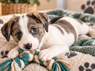 Mixed Breed dogs Ready to leave! Jack Russell X Shih Tzu Puppies - Advert 6