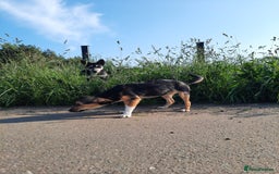 Mixed Breed dogs for adoption: 💖🐶 ADELE 🐶💖 - Image 3