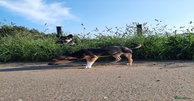 Mixed Breed dogs - Advert 5