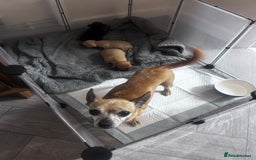 Chihuahua dogs for sale: Beautiful chihuahua puppies - Image 8
