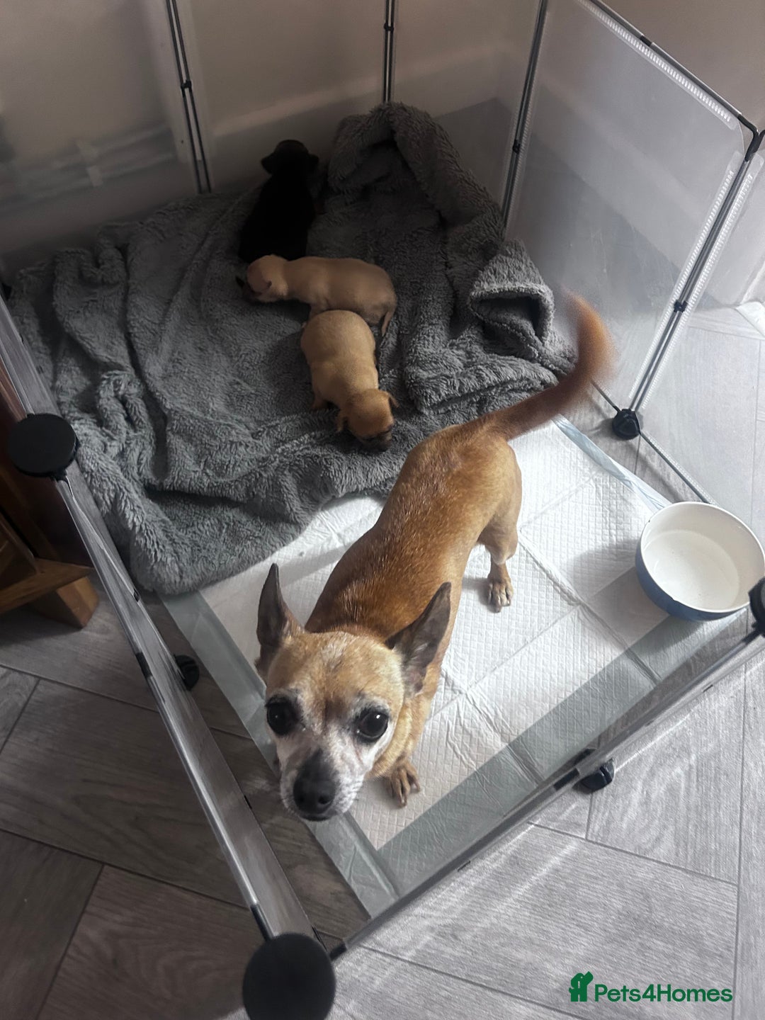 Chihuahua dogs for sale: Beautiful chihuahua puppies - Image 8
