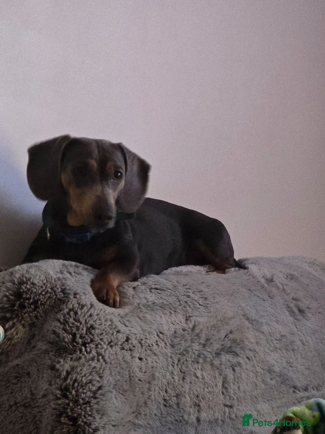 Dachshund dogs for sale: Thor looking for new home - Advert 2