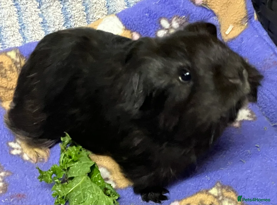 Guinea Pig rodents for sale: Baby Smooth-haired guinea pig sow. - Advert 2