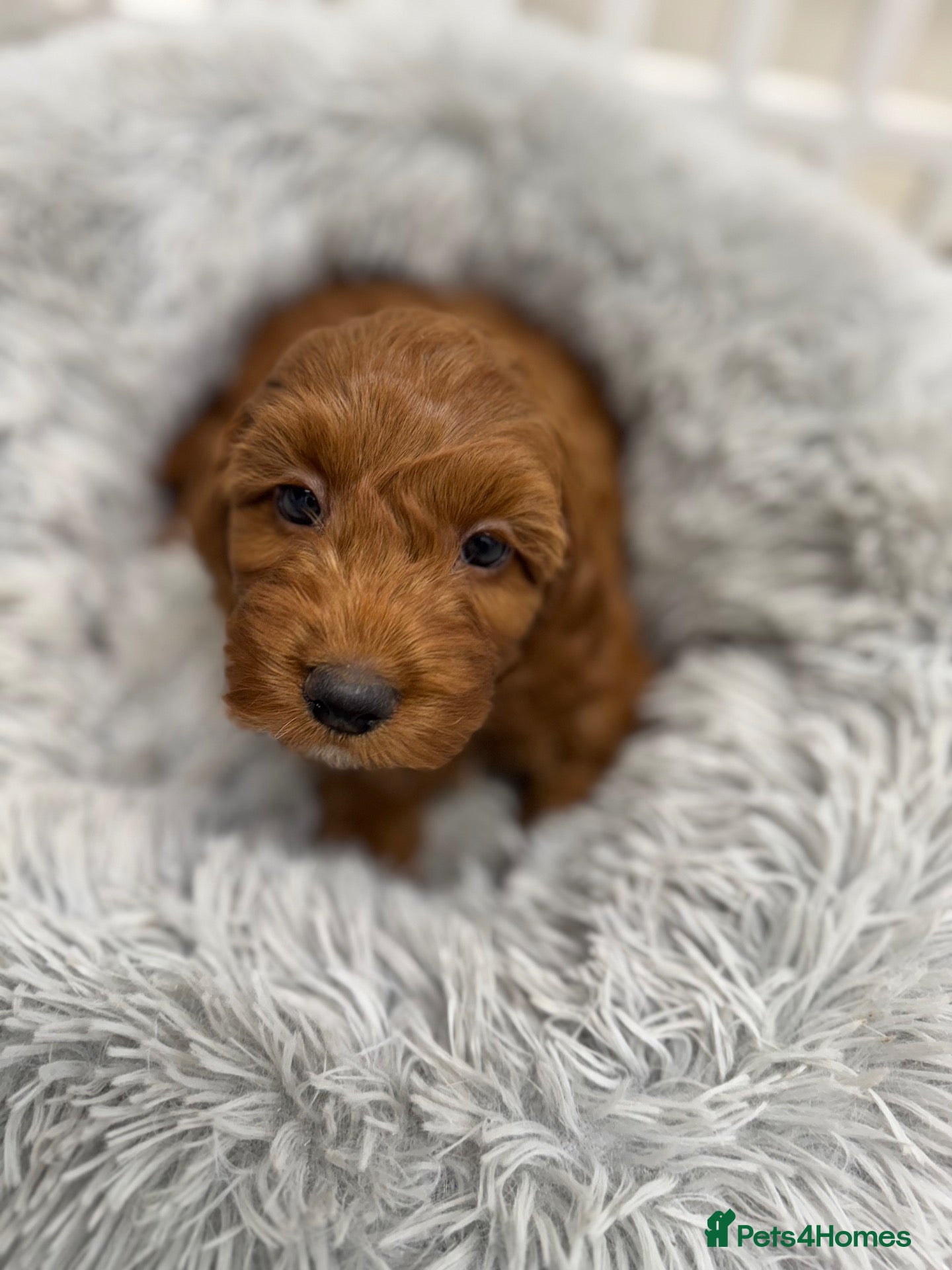 Cockapoo dogs Wonderful F1 Cockapoos - Advert 1