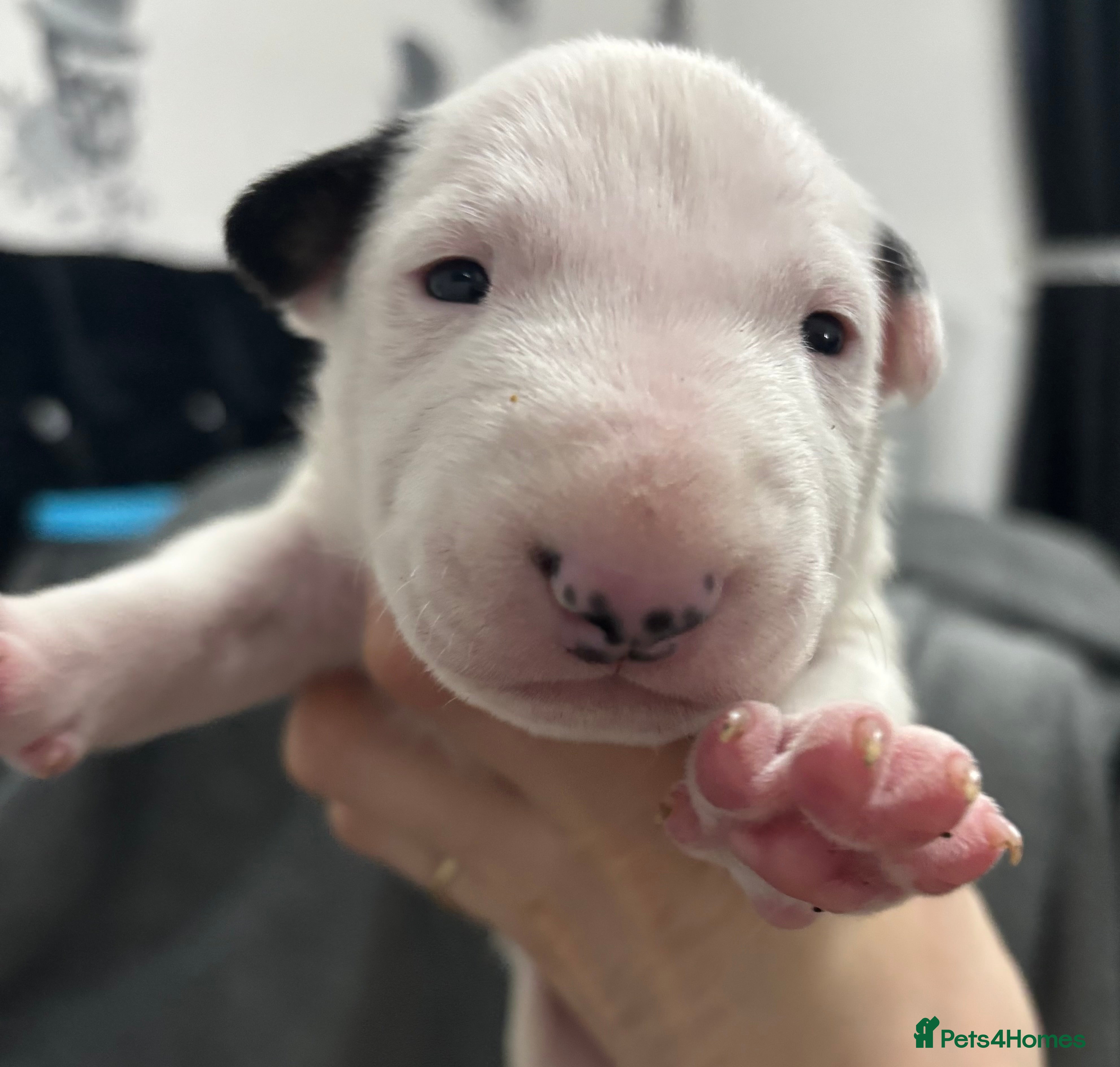 English Bull Terrier dogs Outstanding litter of bullterriers  - Advert 13