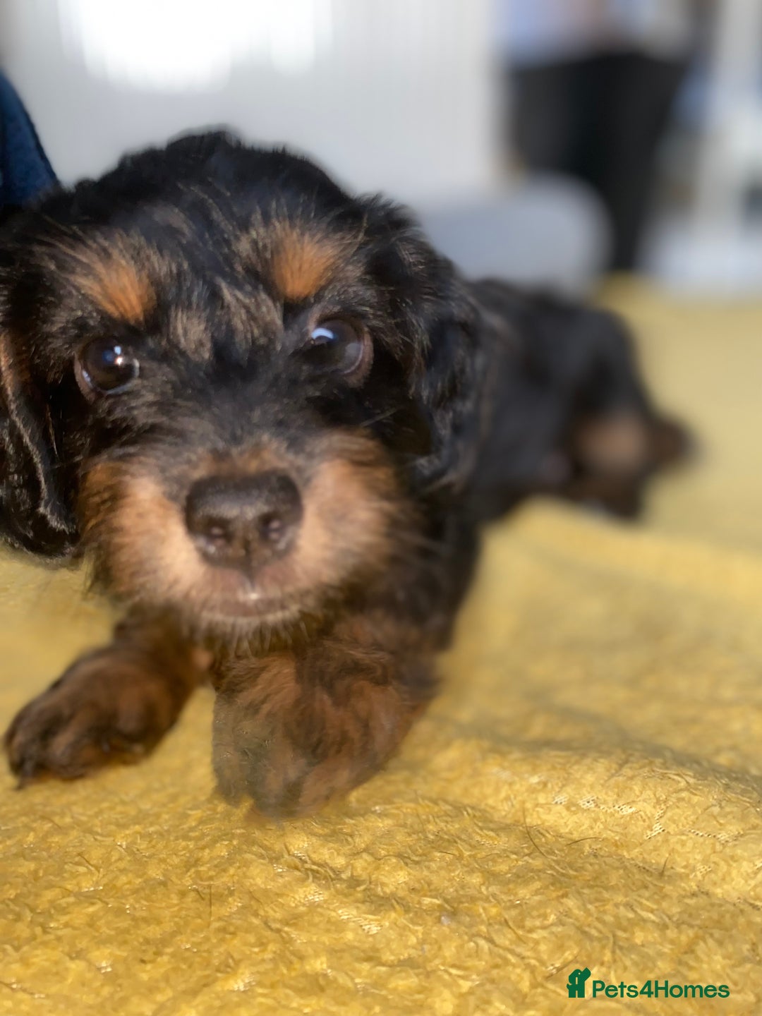 Cockapoo dogs for sale: ADD UPTO DATEREAD IN FULL  - Advert 4