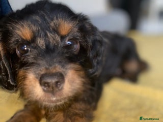 Cockapoo dogs F1b cockapoos - Advert 2