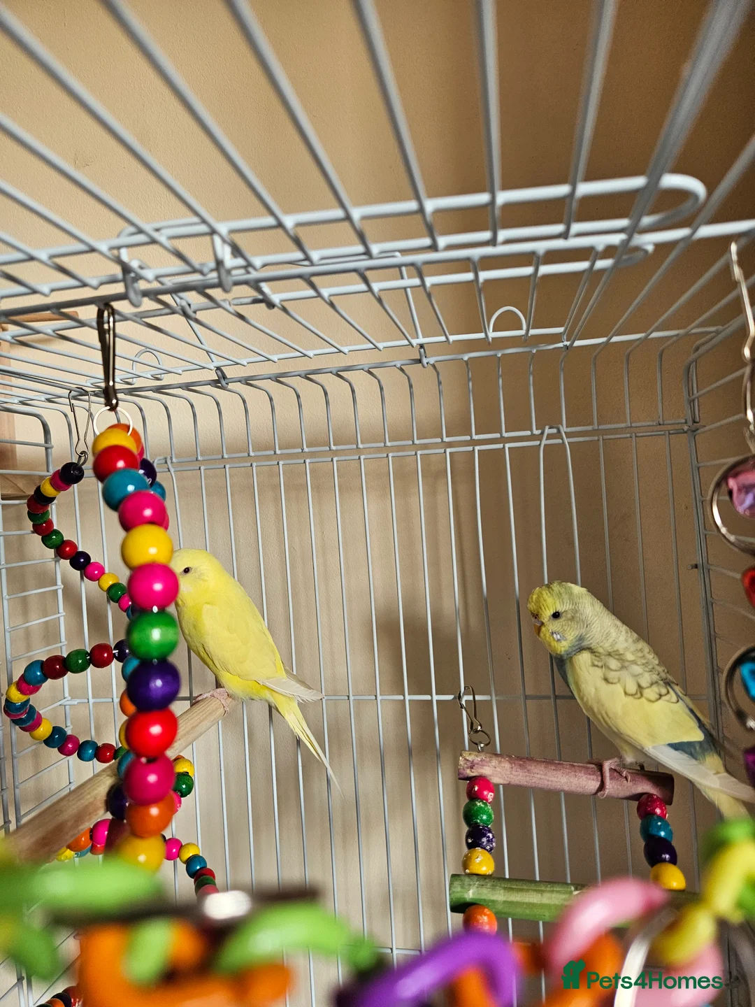 Budgerigars birds for sale: Budgirigars for sale  in Bicester - Advert 3